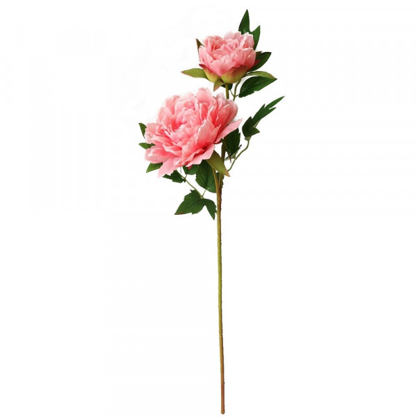 Flora-Pfingsrose rosa, Flora02, Kuns-2220794-1