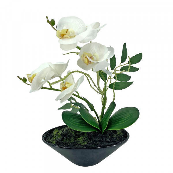 Leilani-Orchideen-Bonsai Leilani-2221404-1