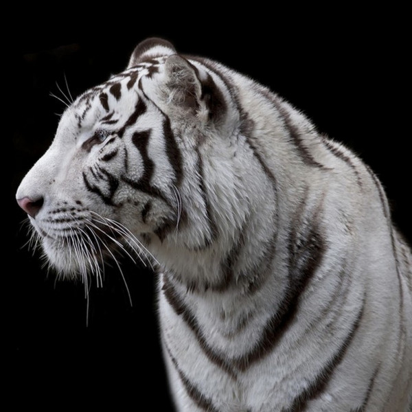 Weißer Tiger-Bild Weißer Tiger-267947-1