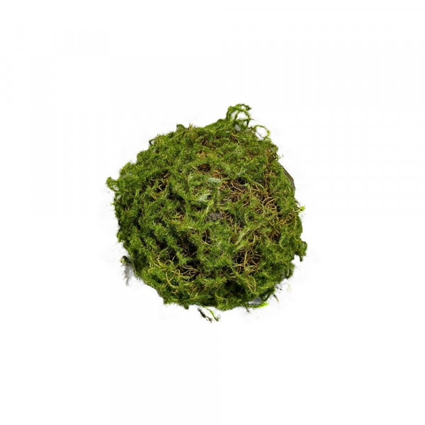 Flora-Mooskugel Flora01-2220769-1