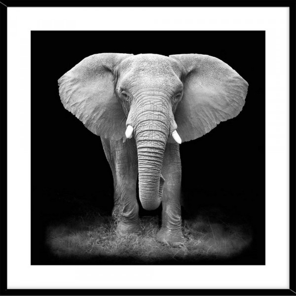 Wildlife-Bild Wildlife Elefant-286909-1