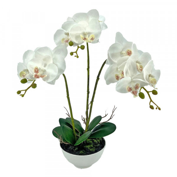 Leilani-Orchideen-Bonsai Leilani 44 cm-2221405-1